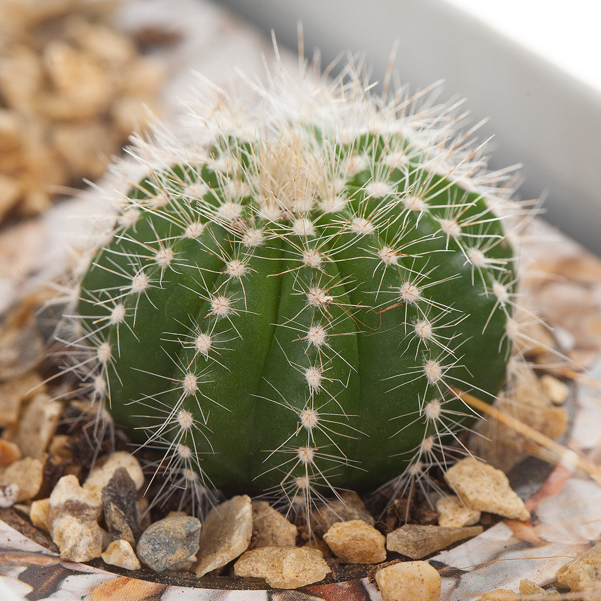 A small, round cactus