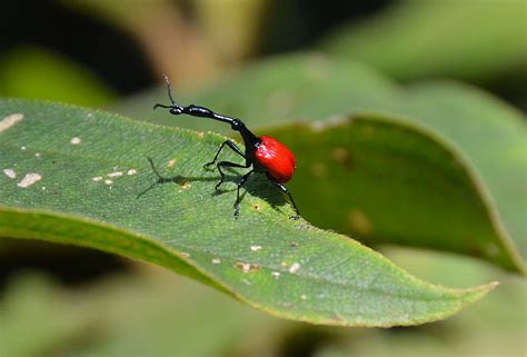 Giraffe weevil