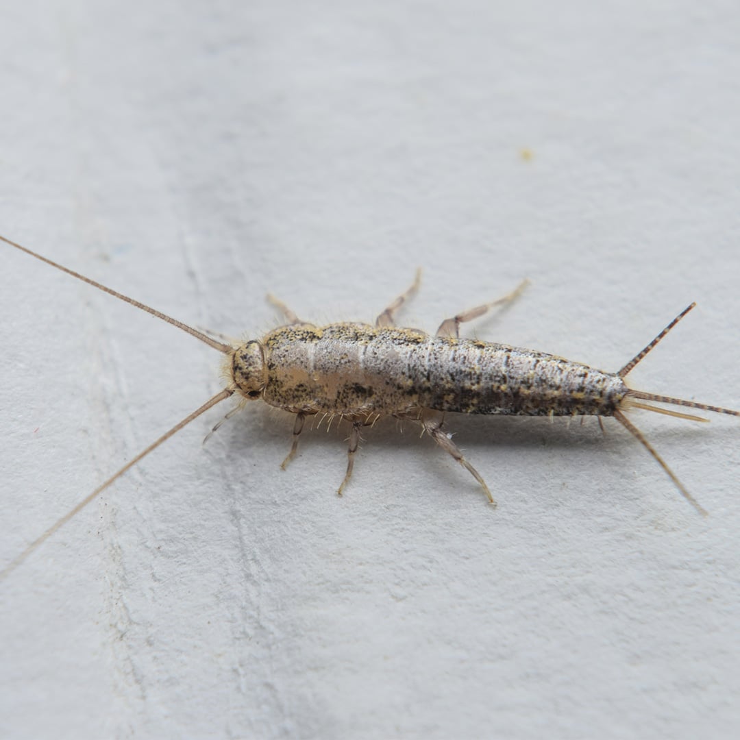 A cellar spider